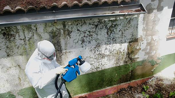 Trusted Crawl Space Mold Removal service in Gibbstown, NJ - Cheap Mold Removal